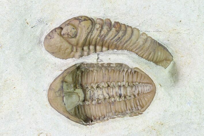 Two Kainops Trilobites (One Ventral) - Black Cat Mountain #137479